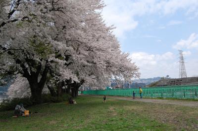 山本 - 調整池 - 桜