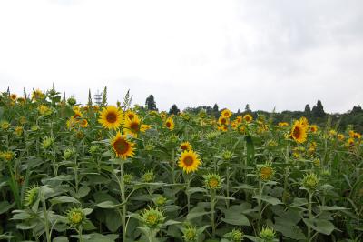 山本山 ひまわり畑