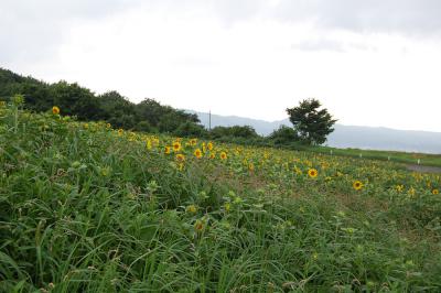 山本山 ひまわり畑