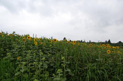 山本山 ひまわり畑