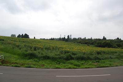 山本山 ひまわり畑