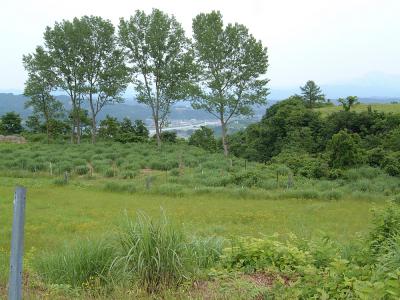 山本山高原牧場（2006）