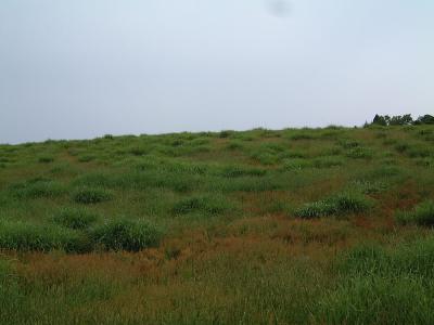 山本山高原牧場（2006）